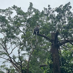 Douc Langur