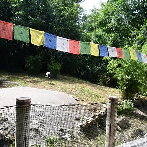 Red-crowned Crane exhibit