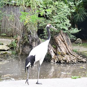 Red-crowned Crane