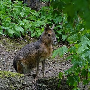 Patagonian mara (Dolichotis patagonum)