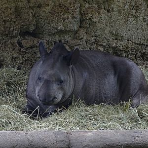 Lowland tapir (Tapirus terrestris)