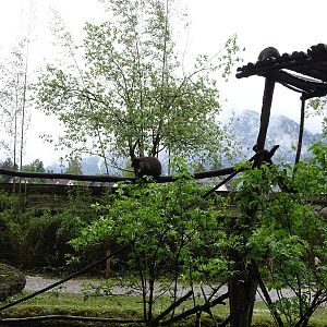 Capuchin + capybara enclosure
