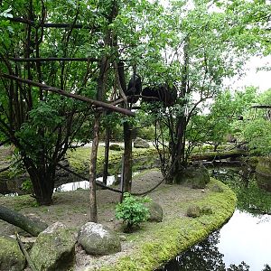 Capuchin + capybara enclosure