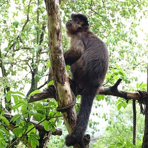 Tufted capuchin (Sapajus apella)