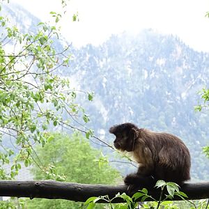 Tufted capuchin (Sapajus apella)