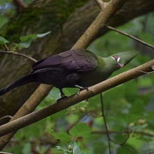 Guinea turaco