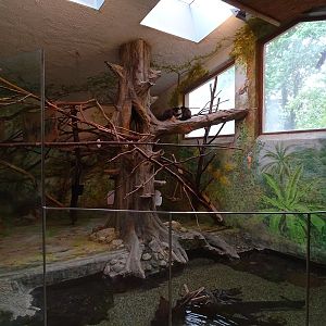 South-America House: Capuchin  monkey indoor enclosure