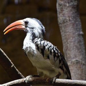 Northern red-billed hornbill