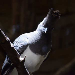 White-bellied go-away-bird
