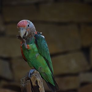 Brown-necked parrot