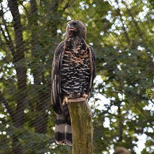 Crowned eagle
