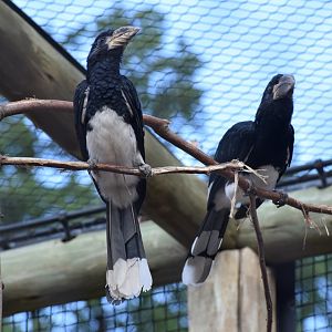 Piping hornbills