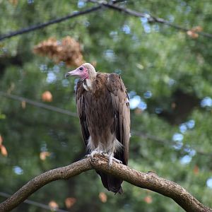 Hooded vulture