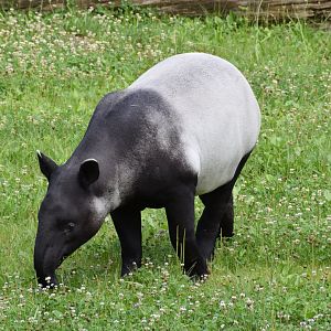 Malayan tapir