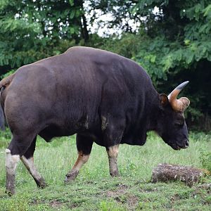 Indian gaur