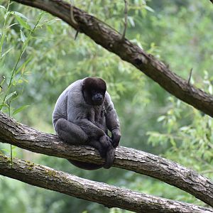 Grey woolly monkey