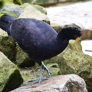 Black curassow