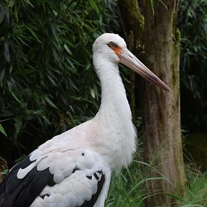 Maguari stork