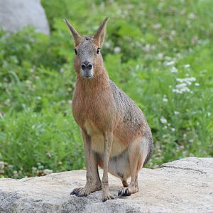 Patagonian mara