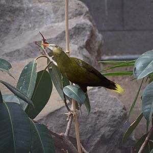 Green oropendola