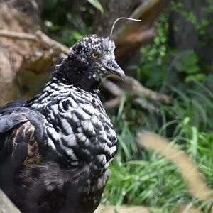 Horned screamer