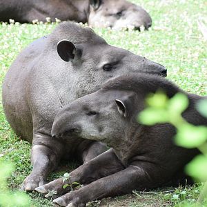 South American tapir