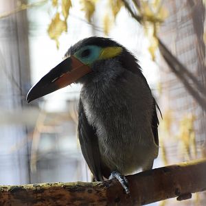 Guianan toucanet