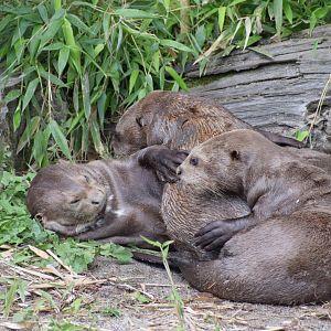 Giant otter family
