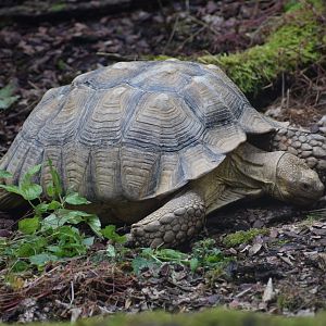 African spurred tortoise