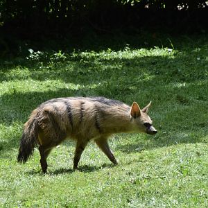 Southern aardwolf