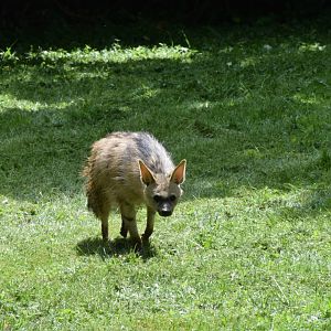 Southern aardwolf