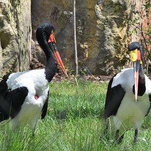 Saddle-billed storks
