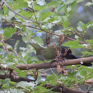 Schalow's turaco