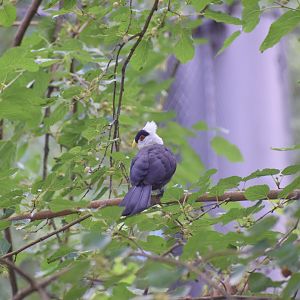 White-crested turaco