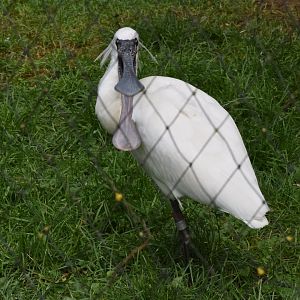 Black-faced spoonbill