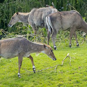 Nilgai : Whipsnade : 16 Jun 2024