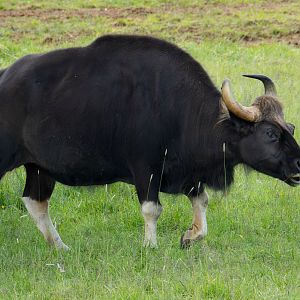 Gaur : Whipsnade : 16 Jun 2024