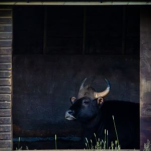 Gaur : Whipsnade : 16 Jun 2024