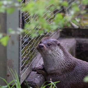 Eurasian otter