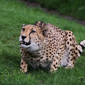 Cheetah