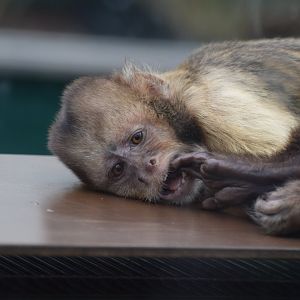 Yellow breasted capuchin