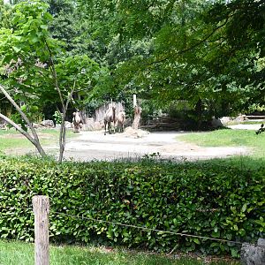 Bactrian Camel exhibit