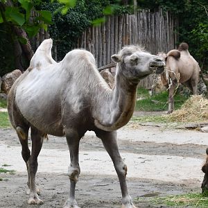 Bactrian Camel
