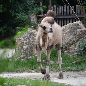 Bactrian Camel calf