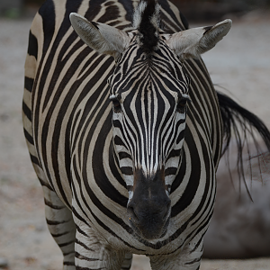 Zebra