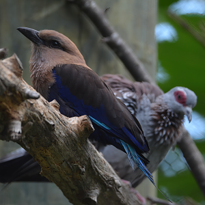 Speckled Pigeon & Blue Bellied Roller