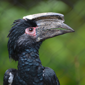 Trumpeter Hornbill