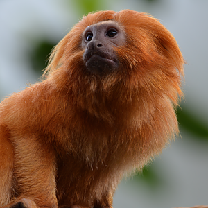 Golden Lion Tamarin