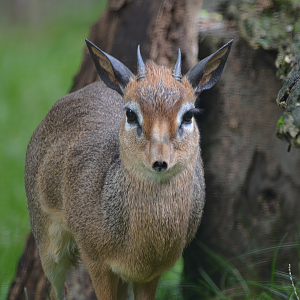 Kirk's Dik-Dik