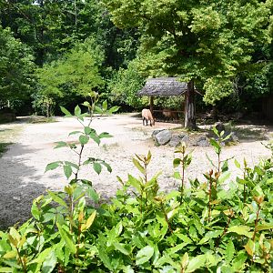 Przewalski's Horse exhibit